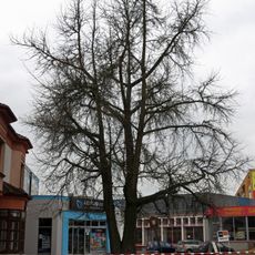 Jinan dvoulaločný-Ginkgo biloba