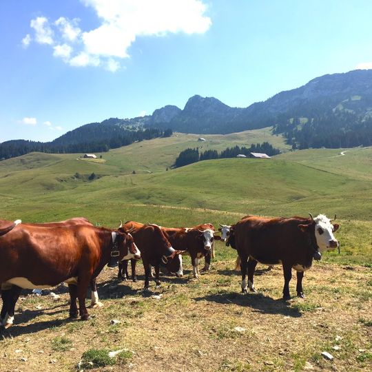 Home of the Plateau of Glières