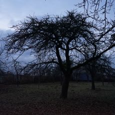 Naturdenkmal 1 Mostbirne Baiersgründlein