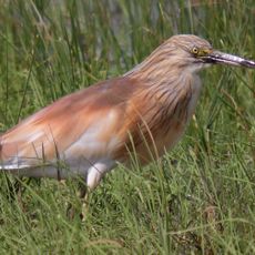 Хрестовий заказник