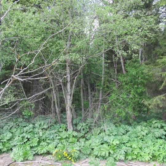 Gostilitsky sanctuary