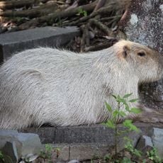 カピバラ