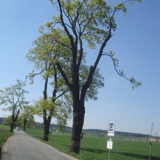 Javorové stromořadí u Veverských Knínic