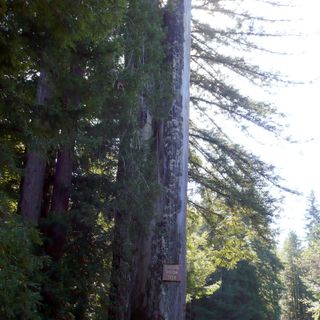 The Old Arrow Tree, California