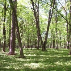 Rezerwat przyrody Skulski Las