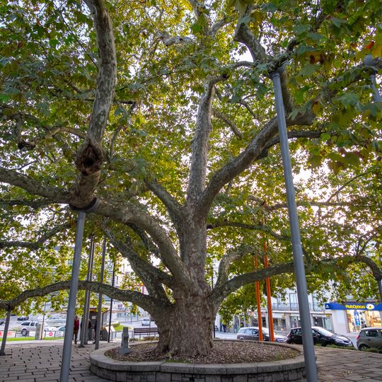 Plane tree from Rossio