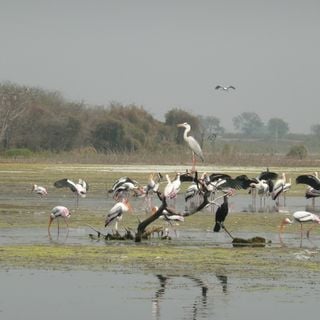 Manjira Wildlife Sanctuary