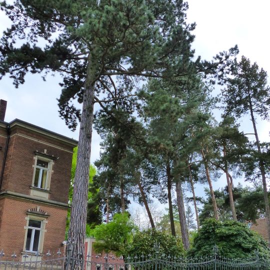 Naturdenkmal Schwarz-Kiefer Kleinzschachwitz