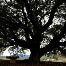 Alzina de la Casa Nova de Bonany