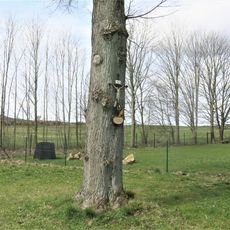 Kříž na stromě v aleji poblíž domu 384 v Lipové
