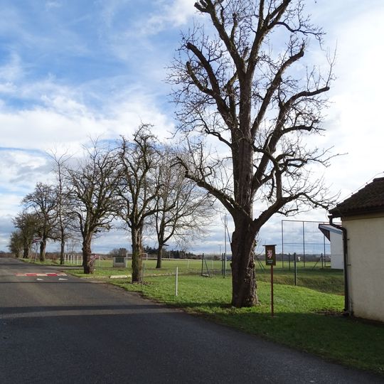 Památná hrušeň v Máslovicích