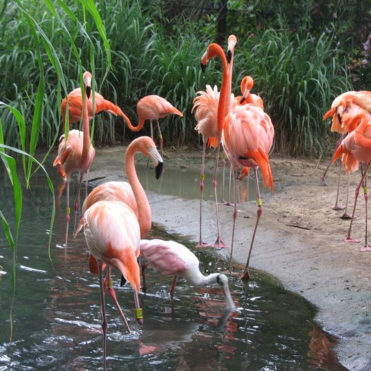 Parco zoologico di Barranquilla