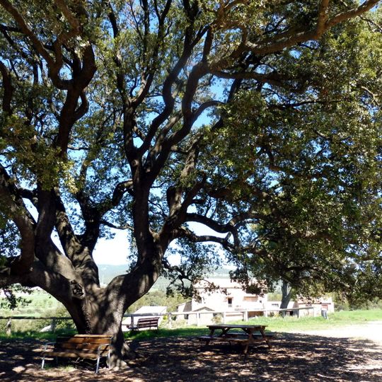 Alzina Grossa de Querol