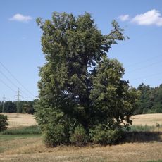 Lípa u Planinského rybníka