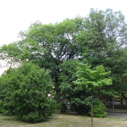 Rot-Eiche Lincoln-Straße Ecke Delbrückstraße