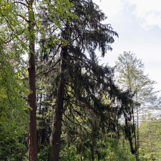 Kiefer und Fichte an der Steinernen Bank