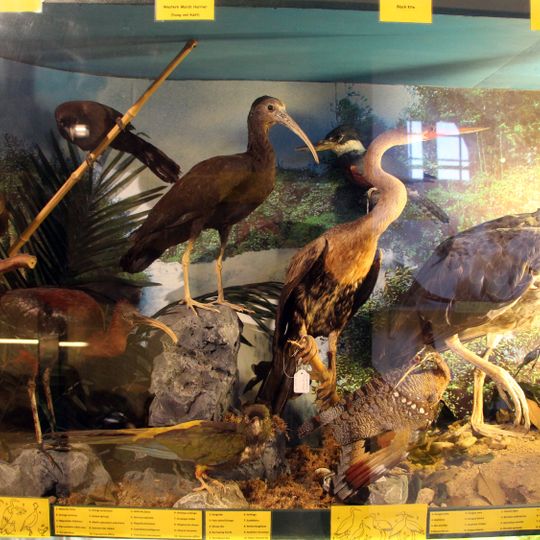 Musei di Villa Baciocchi - Museo zoologico e centro di documentazione archeologica della Valdera