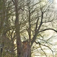 Lípa v Kostelní Bříze