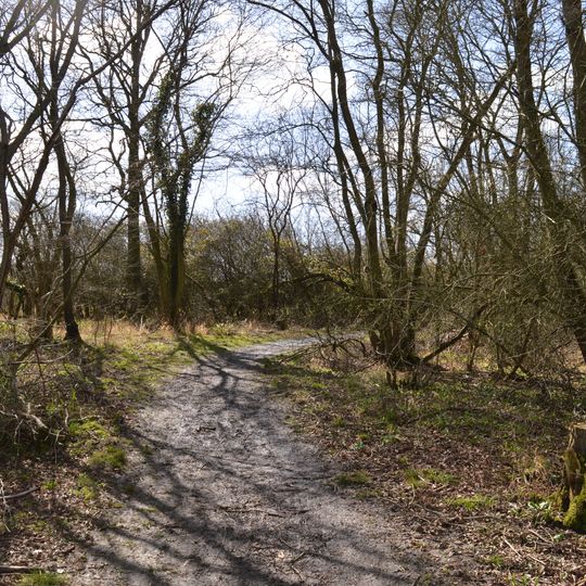 Rushbeds Wood