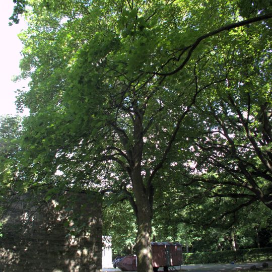 Berg-Ahorn Friedhof Lilienthalstraße