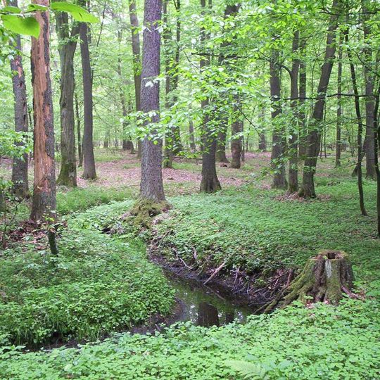 Rezerwat przyrody Puszcza Mariańska