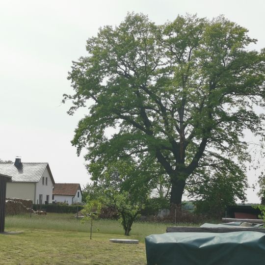 Stieleiche in Lipsa, neben der Scheune Jannowitzer Weg Nr. 2