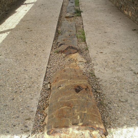 Yacimiento Árbol de Igea