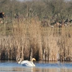 Oostvaardersplassen