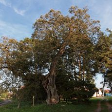 Naturdenkmal Winterlinde Dorfanger; Flur 3, Flurstück 33/2 in Hohenkuhnsdorf