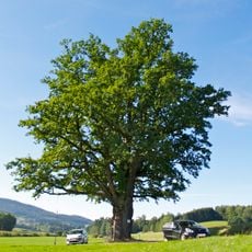 Fürsteiche beim Weißenhof