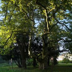 Platan javorolistý v Josefově Dole