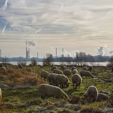 LSG-Rheinaue Nordhafen