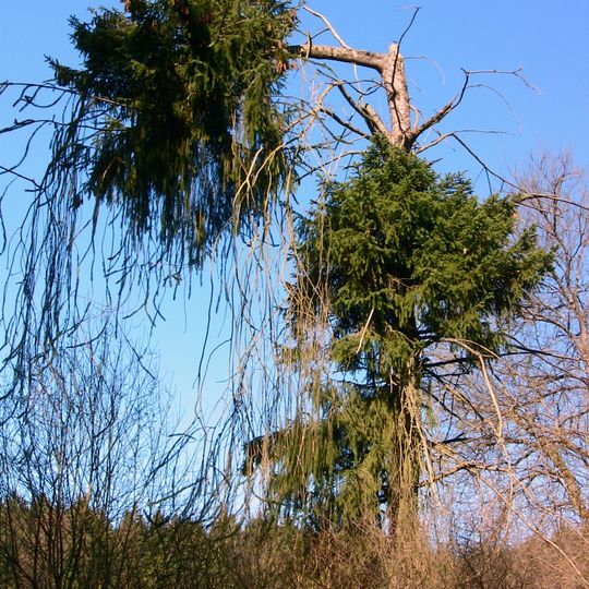 Schlangenfichte von Großmeinfeld