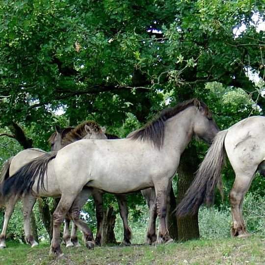De Linie, voorwerk vesting