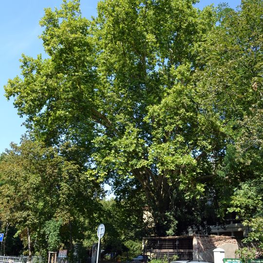 Platan javorolistý v Dejvicích