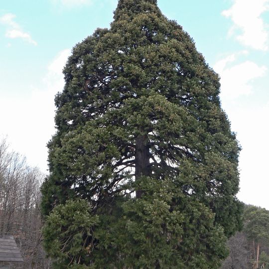Sekvojovec v Chabaních