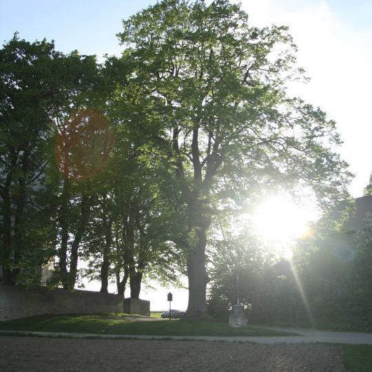 Lípa u fary v Křeči