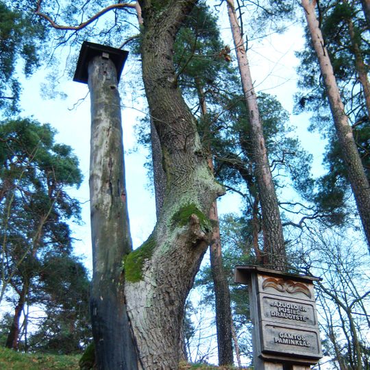 Ąžuolo ir pušies draugystė