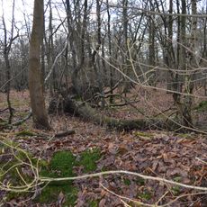 Redwell Wood