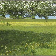 Minchinhampton Common