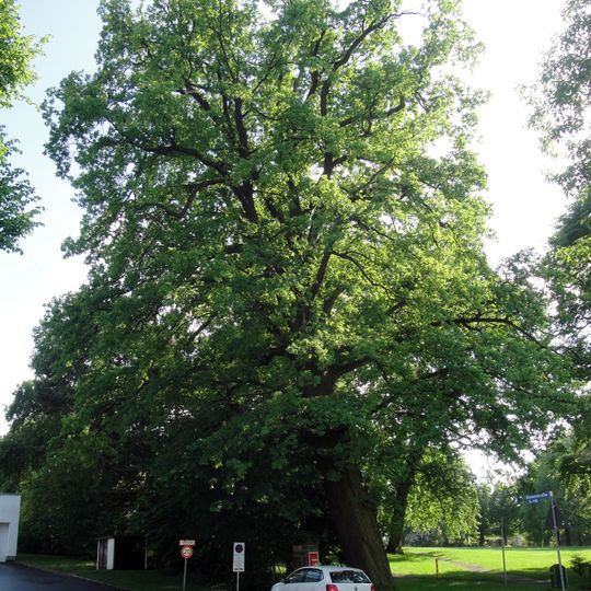 Quercus robur