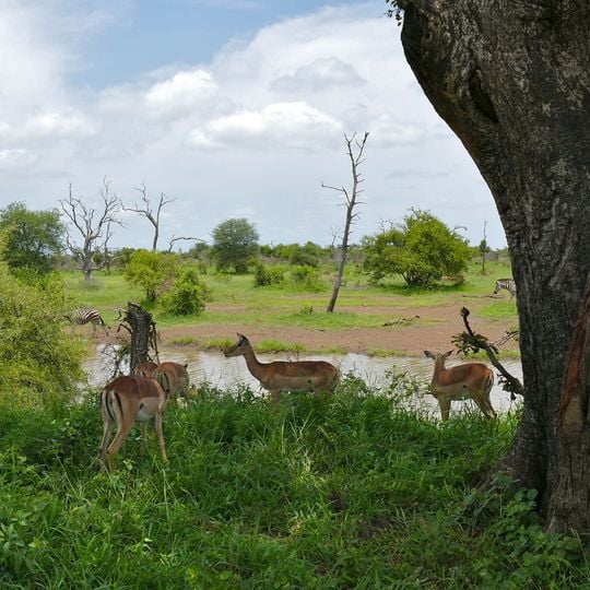 Kruger National Park