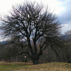 Planá hrušeň na hradisku