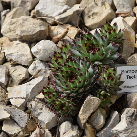 Jardín Montano para la Conservación de la Biodiversidad Ruggero Tomaselli