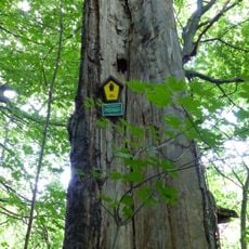 Naturdenkmal Rotbuche Tännichtstraße Rochwitz