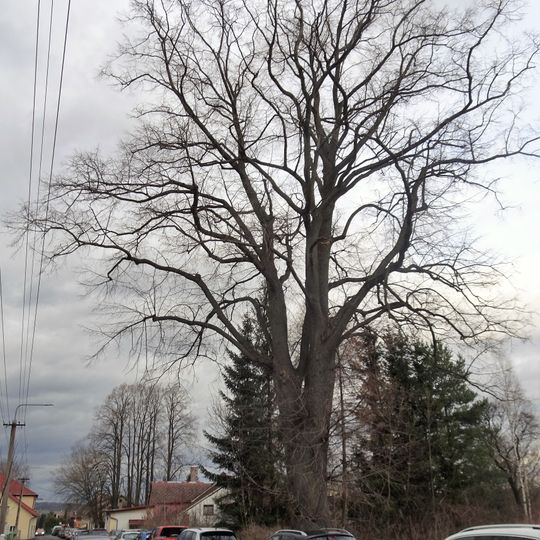 Lípa srdčitá v Karlově ulici ve Varnsdorfu