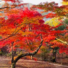 Maruyama Park