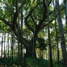 Khao Chamao – Khao Wong National Park