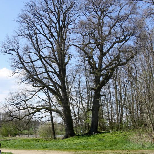 Duby nad rybníkem Bílka