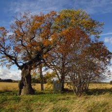 Rannamõisa Oak
